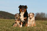 BERGER AUSTRALIEN - ADULT & PUPPY 130